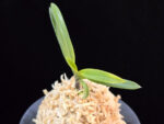 금모단 金牡丹 Kinbotan (Ruby root)