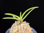 금모단 金牡丹 Kinbotan (Ruby root)