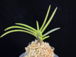 금모단 金牡丹 Kinbotan (Ruby root)