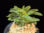 오동 烏童 Odong (Eboshimaru Short Leaves )