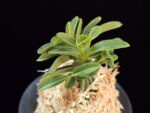 오동 烏童 Odong (Eboshimaru Short Leaves )