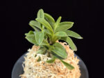 오동 烏童 Odong (Eboshimaru Short Leaves )
