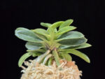 오동 烏童 Odong (Eboshimaru Short Leaves )