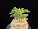 오동 烏童 Odong (Eboshimaru Short Leaves )