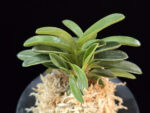 오동 烏童 Odong (Eboshimaru Short Leaves )