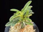 오동 烏童 Odong (Eboshimaru Short Leaves )