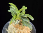 오동 烏童 Odong (Eboshimaru Short Leaves )