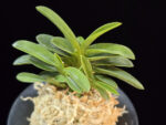 오동 烏童 Odong (Eboshimaru Short Leaves )