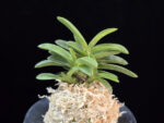 오동 烏童 Odong (Eboshimaru Short Leaves )