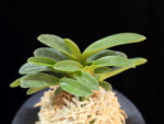 오동 烏童 Odong (Eboshimaru Short Leaves )
