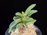오동 烏童 Odong (Eboshimaru Short Leaves )