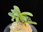 오동 烏童 Odong (Eboshimaru Short Leaves )