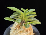 오동 烏童 Odong (Eboshimaru Short Leaves )