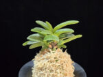 오동 烏童 Odong (Eboshimaru Short Leaves )
