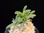 오동 烏童 Odong (Eboshimaru Short Leaves )