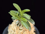 오동 烏童 Odong (Eboshimaru Short Leaves )