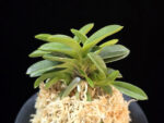 오동 烏童 Odong (Eboshimaru Short Leaves )