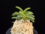 오동 烏童 Odong (Eboshimaru Short Leaves )