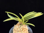 옹 翁 Okina (Ruby root)