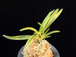 옹 翁 Okina (Ruby root)