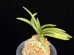 옹 翁 Okina (Ruby root)