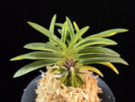 성대호 聖代縞 Sedai Shima