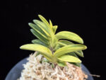 화천금 華泉錦 Kasen Nishiki