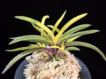 서천금 瑞泉錦 Seocheongeum (Zuiun Shima)