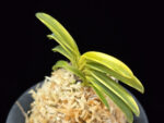 비금 轡錦 Kutsuwa nishiki