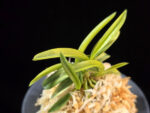 대호 大虎 Daeho (Onamisekai Tora)
