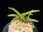 대호 大虎 Daeho (Onamisekai Tora)