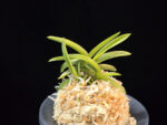 대호 大虎 Daeho (Onamisekai Tora)