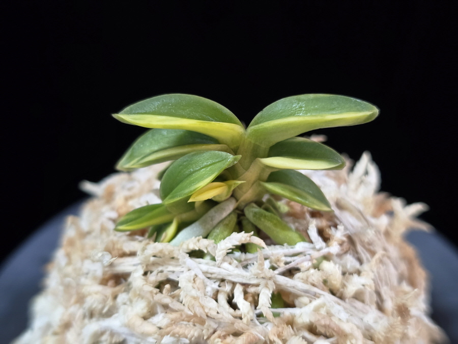취월호 翠月湖 Chwiwolho(Seedling) 취월호 翠月湖 Chwiwolho(Seedling)