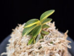 취월호 翠月湖 Chwiwolho(Seedling)