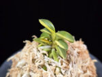 취월호 翠月湖 Chwiwolho(Seedling)