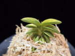 취월호 翠月湖 Chwiwolho(Seedling)