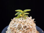 취월호 翠月湖 Chwiwolho(Seedling)
