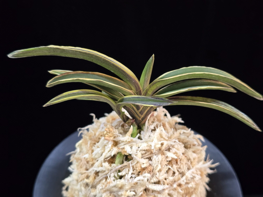 신라 新羅 Sinra (Shiragi) 신라 新羅 Sinra (Shiragi)