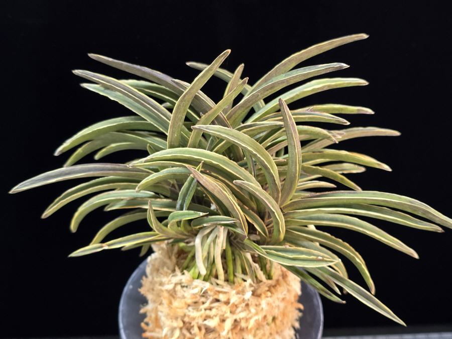 신라 新羅 Sinra (Shiragi) 신라 新羅 Sinra (Shiragi)