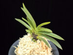 삼소전 三笑殿(万華境) Samsojeon(Mangekyo) (3 spur)