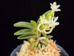 대천재 大千載 Daisenzai (Tetraploid of Senzai)