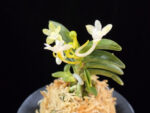 대천재 大千載 Daisenzai (Tetraploid of Senzai)
