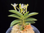 대천재 大千載 Daisenzai (Tetraploid of Senzai)