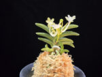 대천재 大千載 Daisenzai (Tetraploid of Senzai)