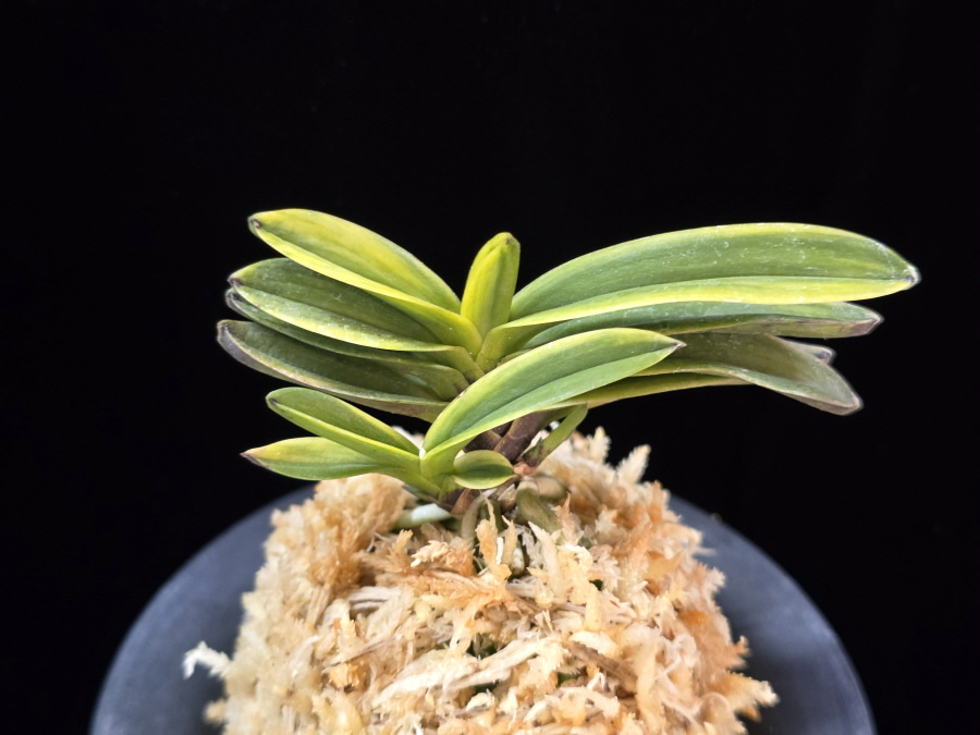 대장금 大壯錦 Daejanggeum(Daiso Nishiki) 대장금 大壯錦 Daejanggeum(Daiso Nishiki)