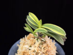 대장금 大壯錦 Daejanggeum(Daiso Nishiki)