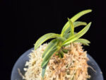 대호 大虎 Daeho (Onamisekai Tora)