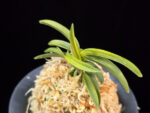 대호 大虎 Daeho (Onamisekai Tora)