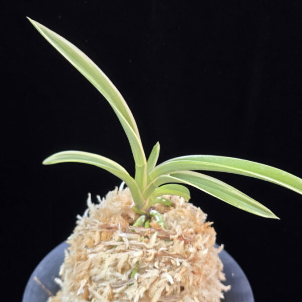 소월 素月 Sowol