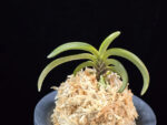 월파 越波 Wolpa(Geppa)